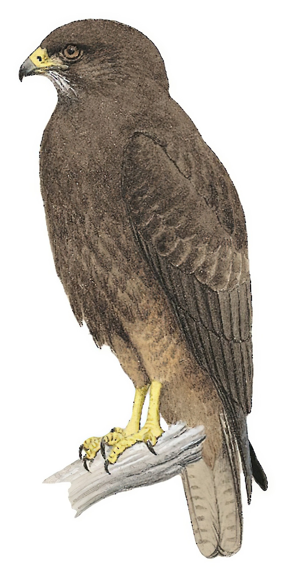 Hawaiian Hawk / Buteo solitarius