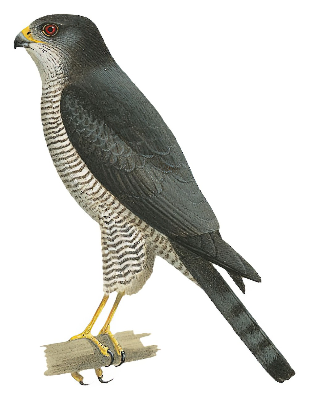 Tiny Hawk / Accipiter superciliosus