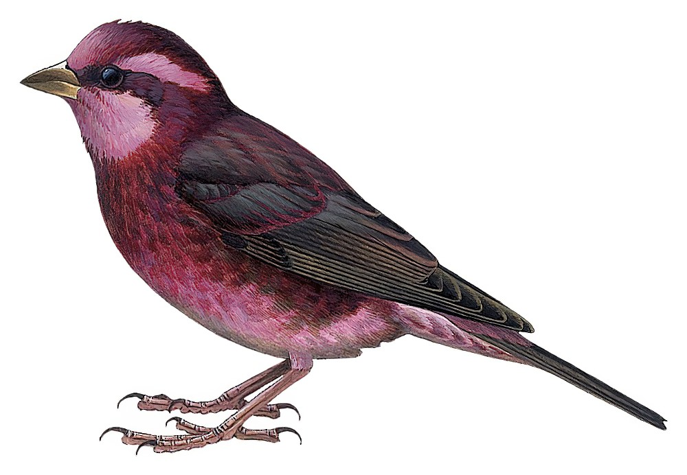 Dark-breasted Rosefinch / Procarduelis nipalensis