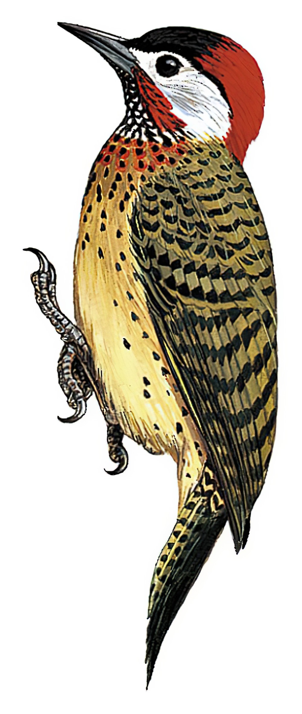 Spot-breasted Woodpecker / Colaptes punctigula