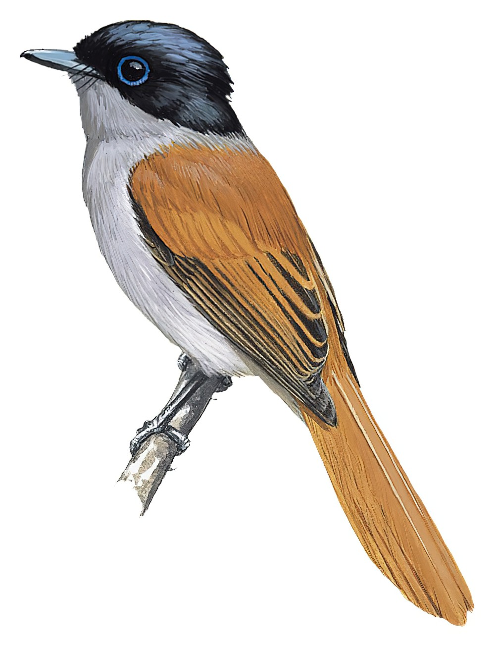 Mascarene Paradise-Flycatcher / Terpsiphone bourbonnensis