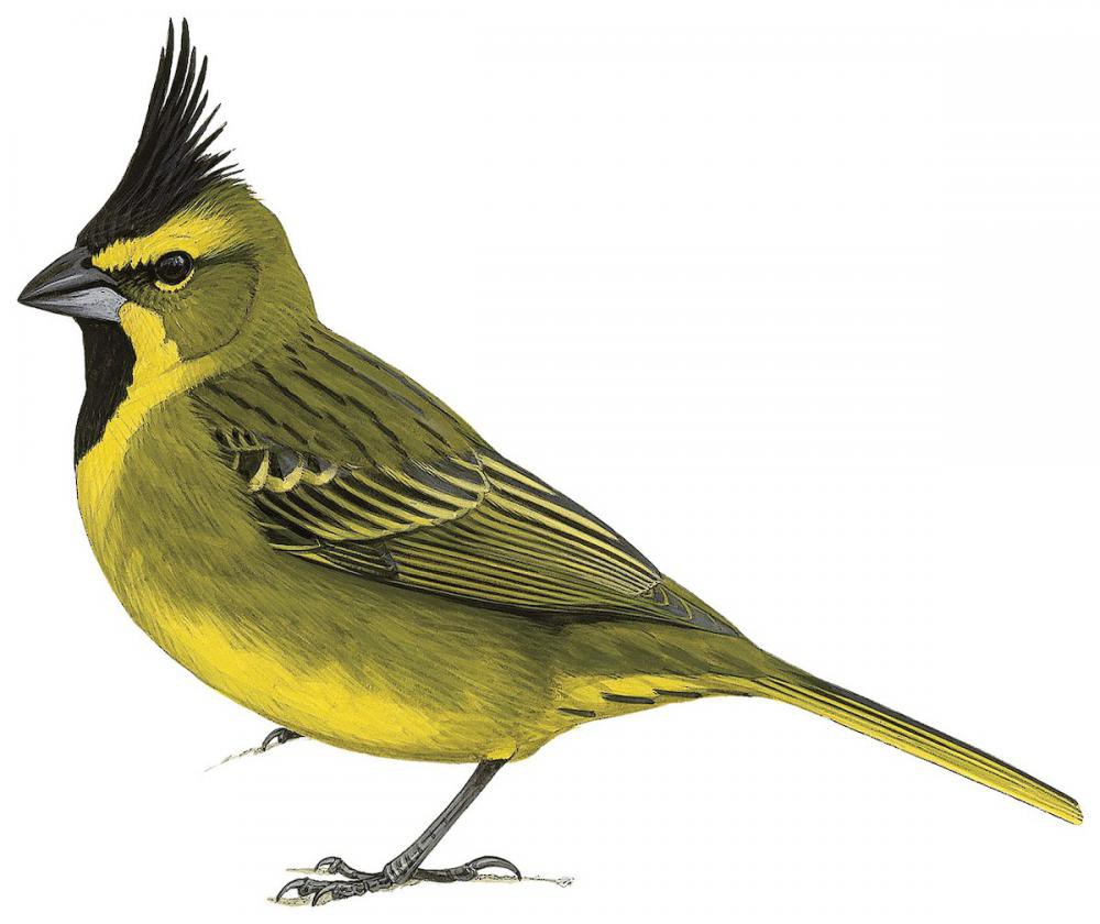 Yellow Cardinal / Gubernatrix cristata