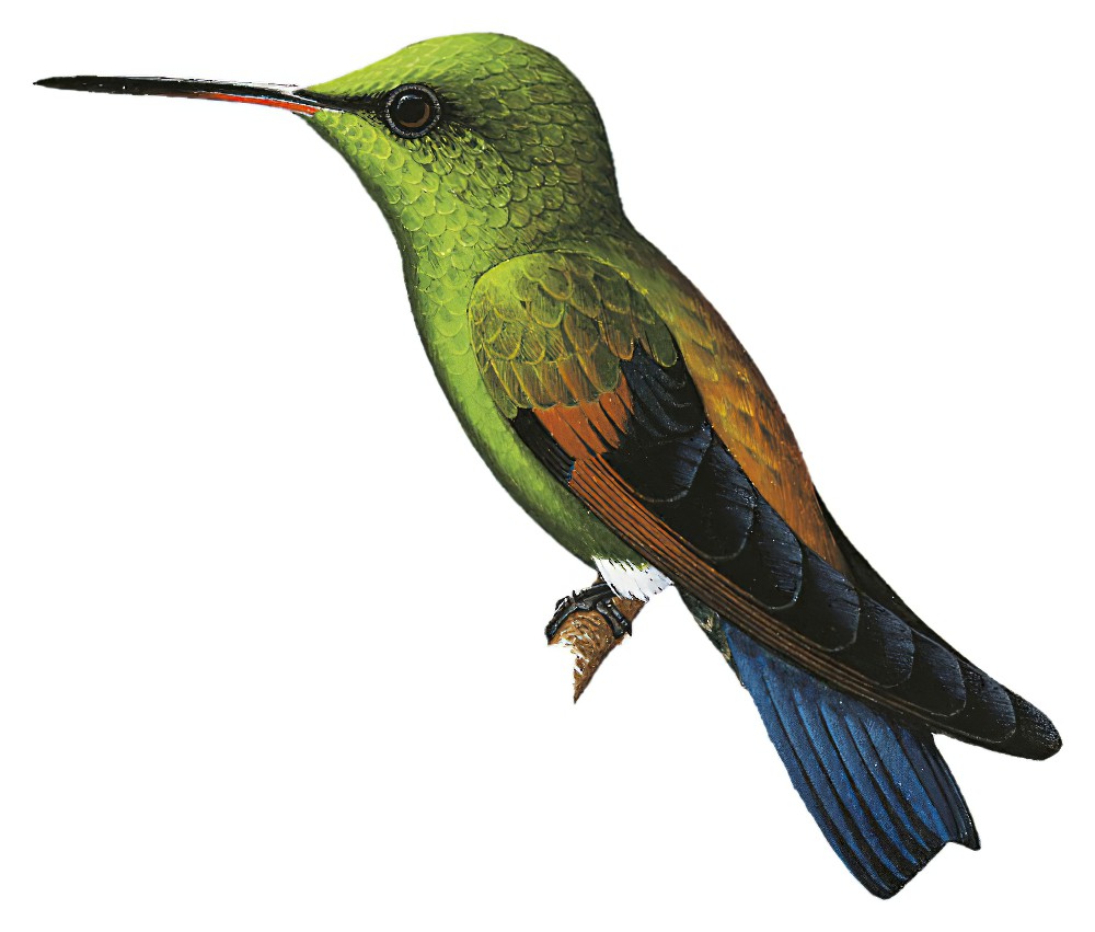 Blue-tailed Hummingbird / Amazilia cyanura