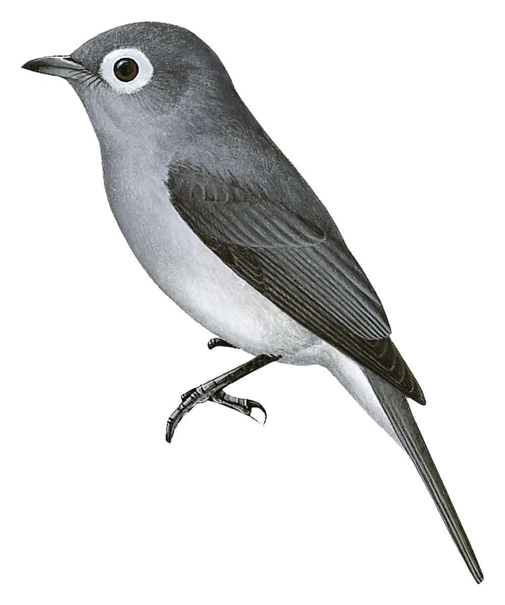 White-eyed Slaty-Flycatcher / Melaenornis fischeri
