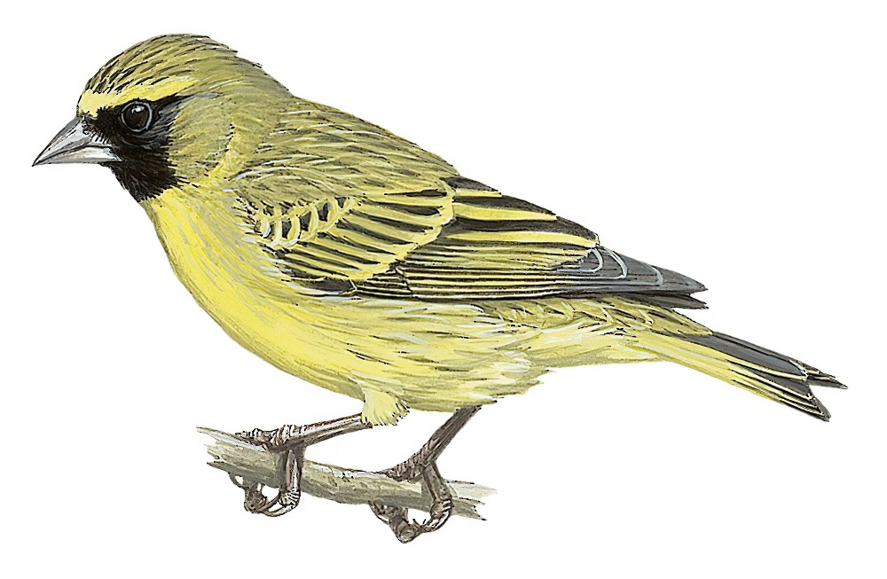 Western Citril / Crithagra frontalis