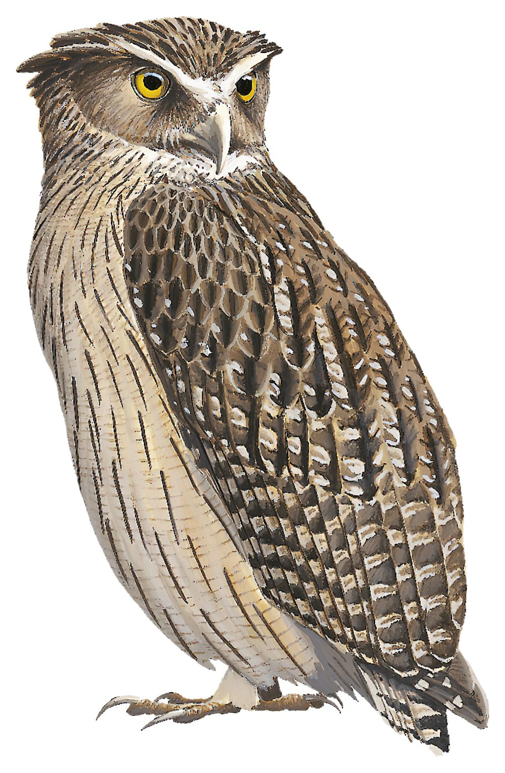 Blakiston\'s Fish-Owl / Ketupa blakistoni