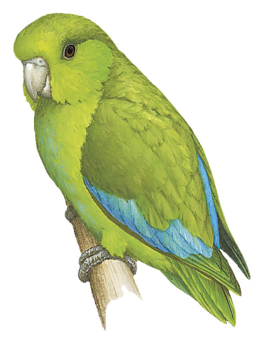 Mexican Parrotlet / Forpus cyanopygius