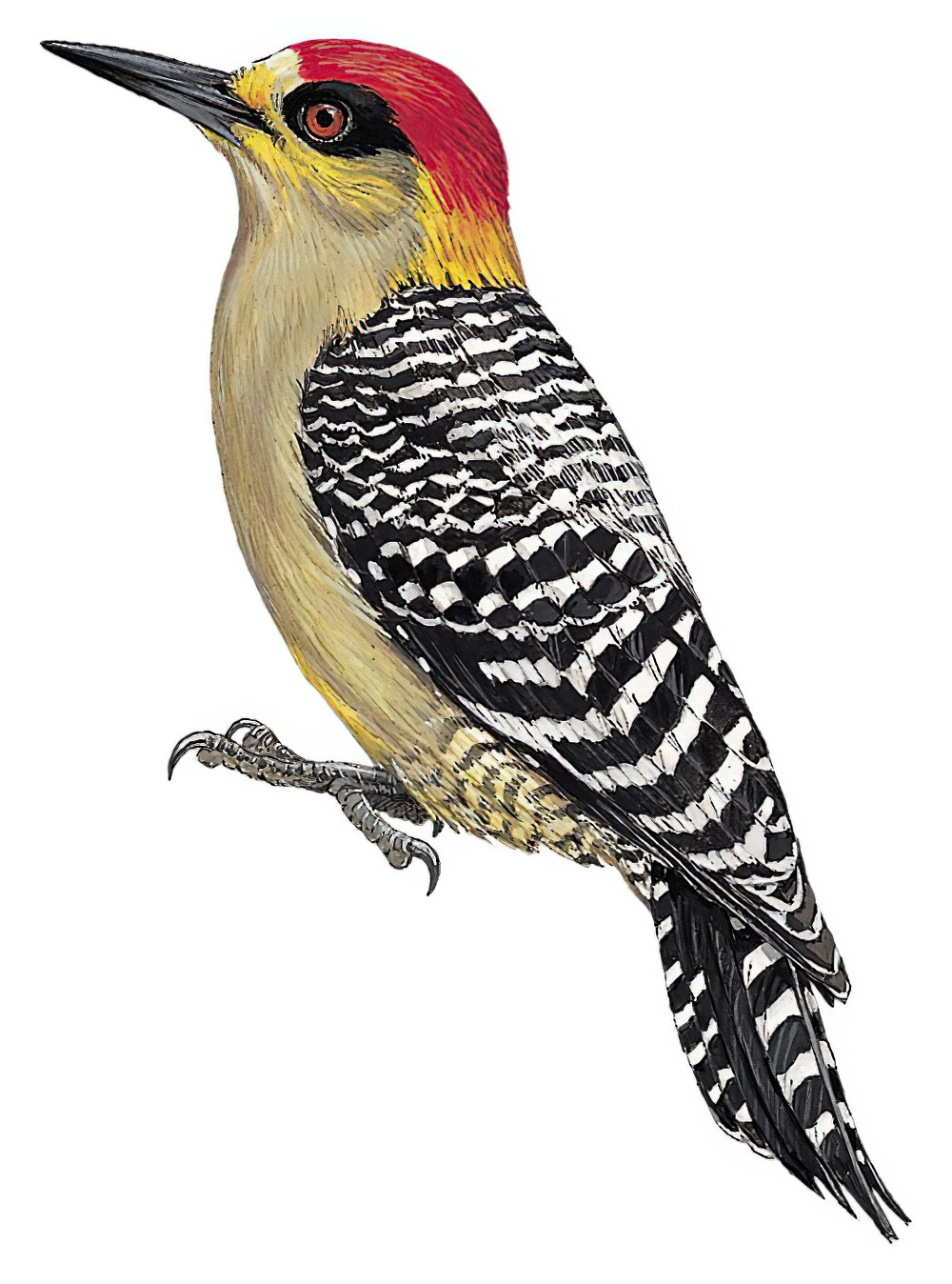 Golden-cheeked Woodpecker / Melanerpes chrysogenys