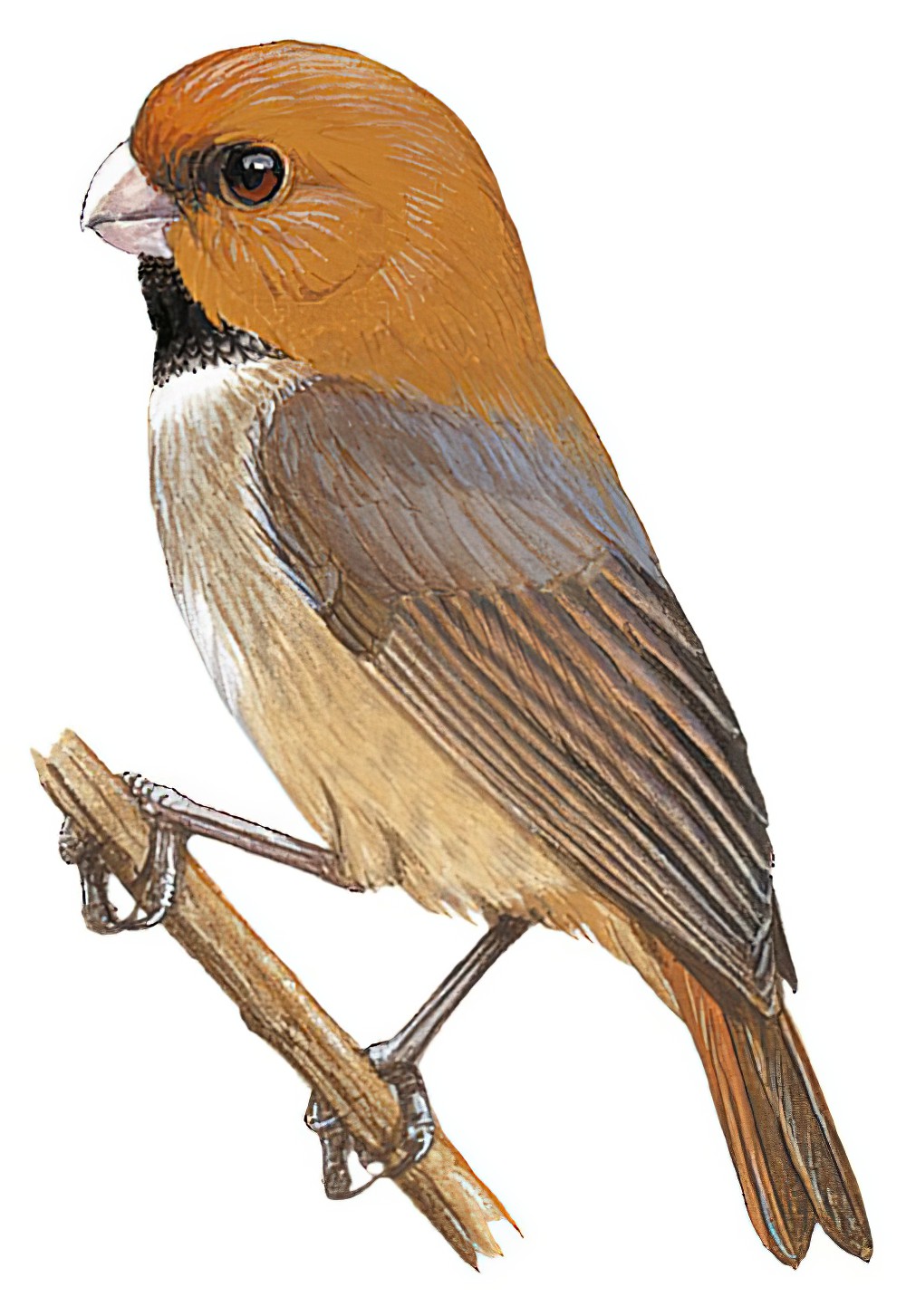 Short-tailed Parrotbill / Neosuthora davidiana