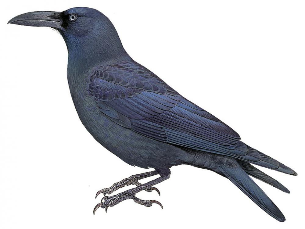 Long-billed Crow / Corvus validus