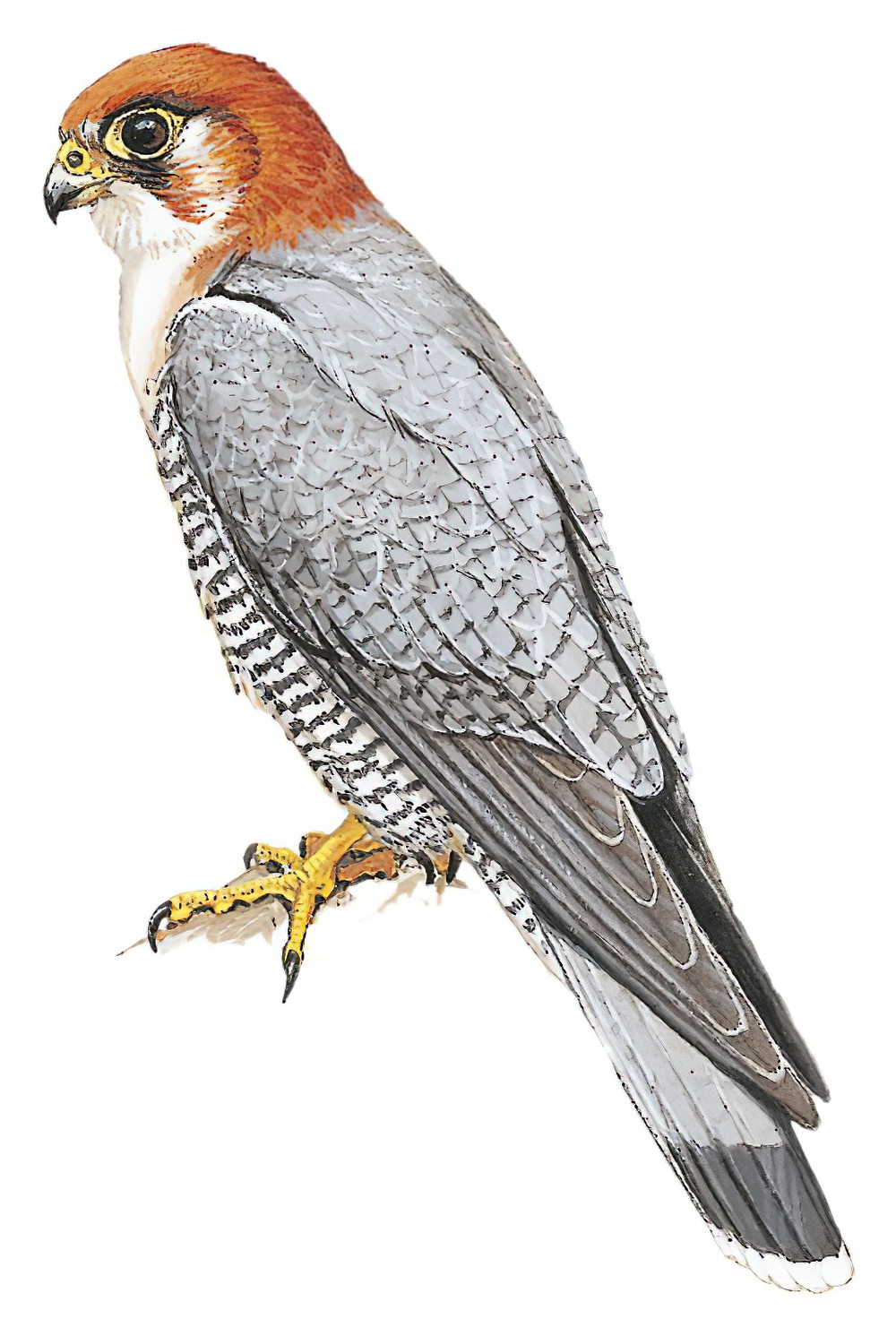 Red-necked Falcon / Falco chicquera