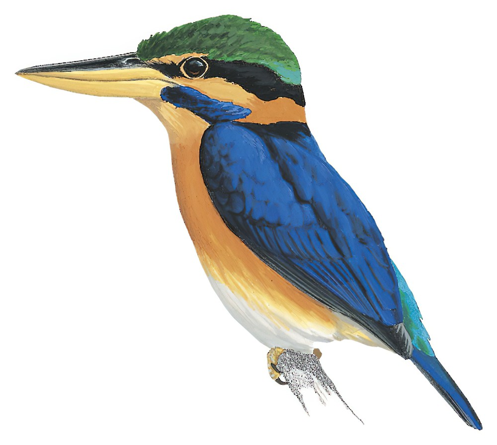 Rufous-collared Kingfisher / Actenoides concretus