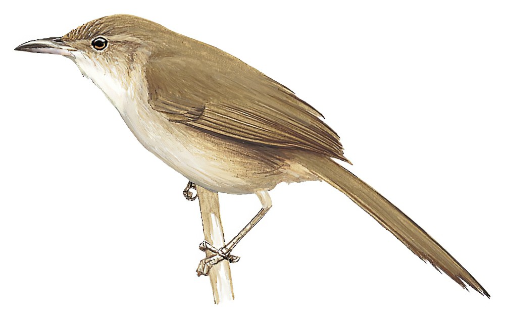 Rufous-fronted Thornbird / Phacellodomus rufifrons