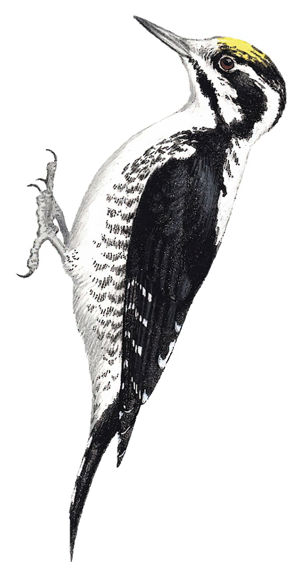 Eurasian Three-toed Woodpecker / Picoides tridactylus