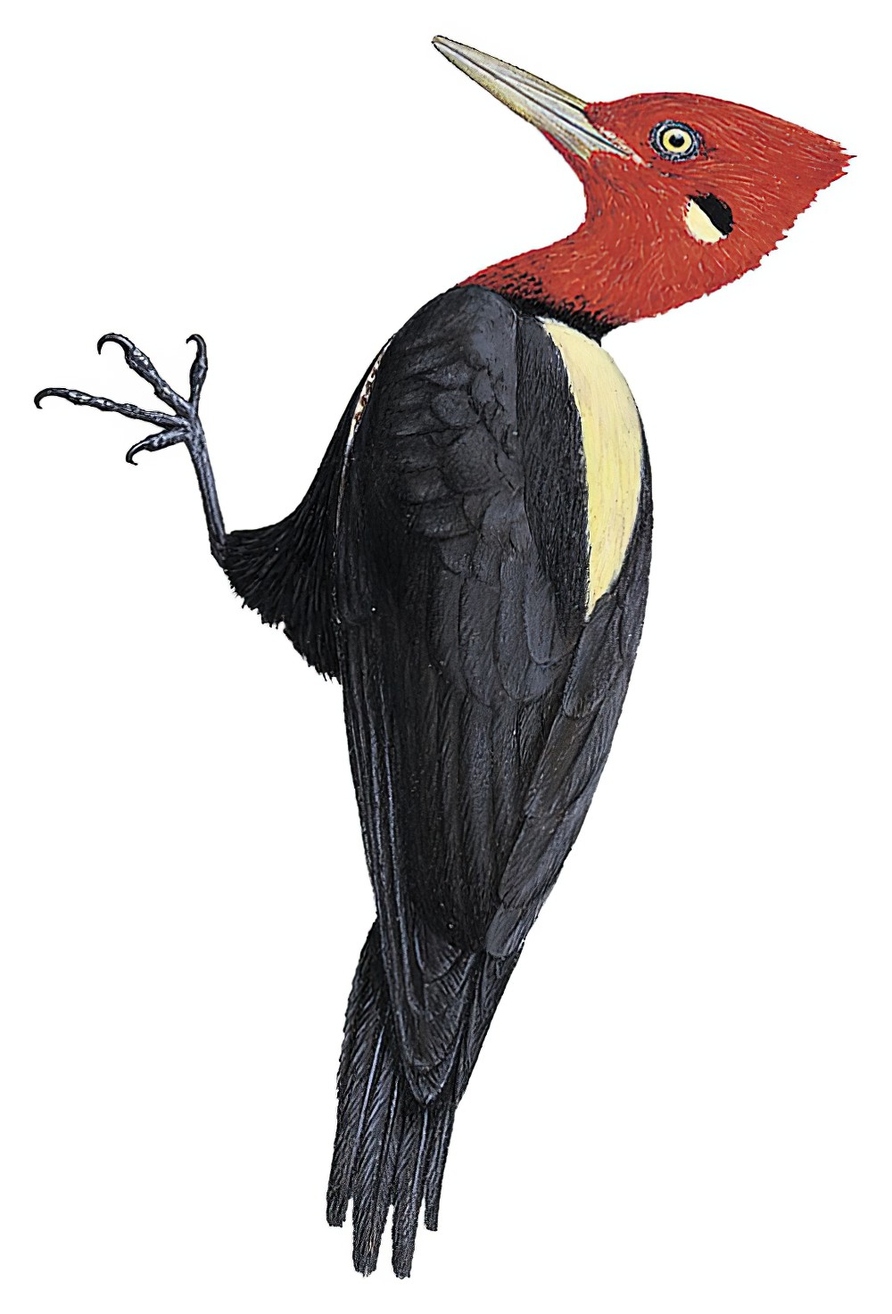Cream-backed Woodpecker / Campephilus leucopogon