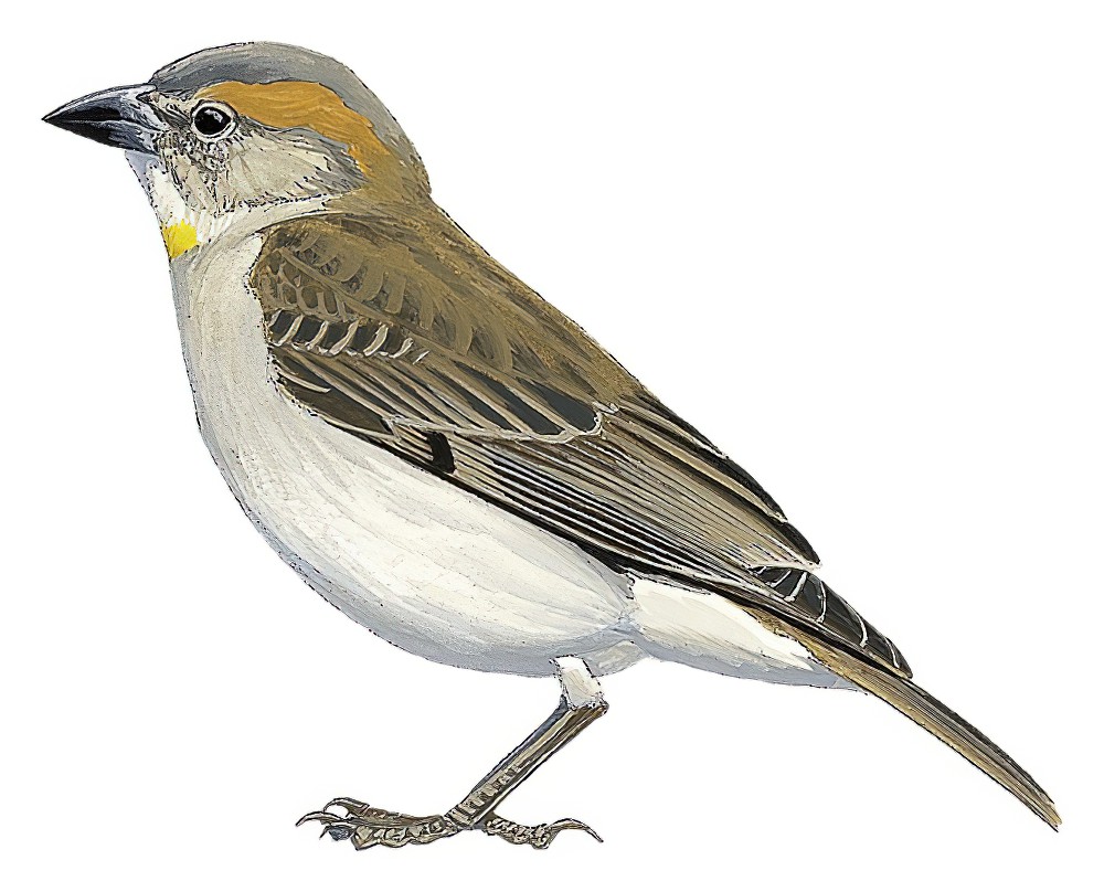 Sahel Bush Sparrow / Gymnoris dentata