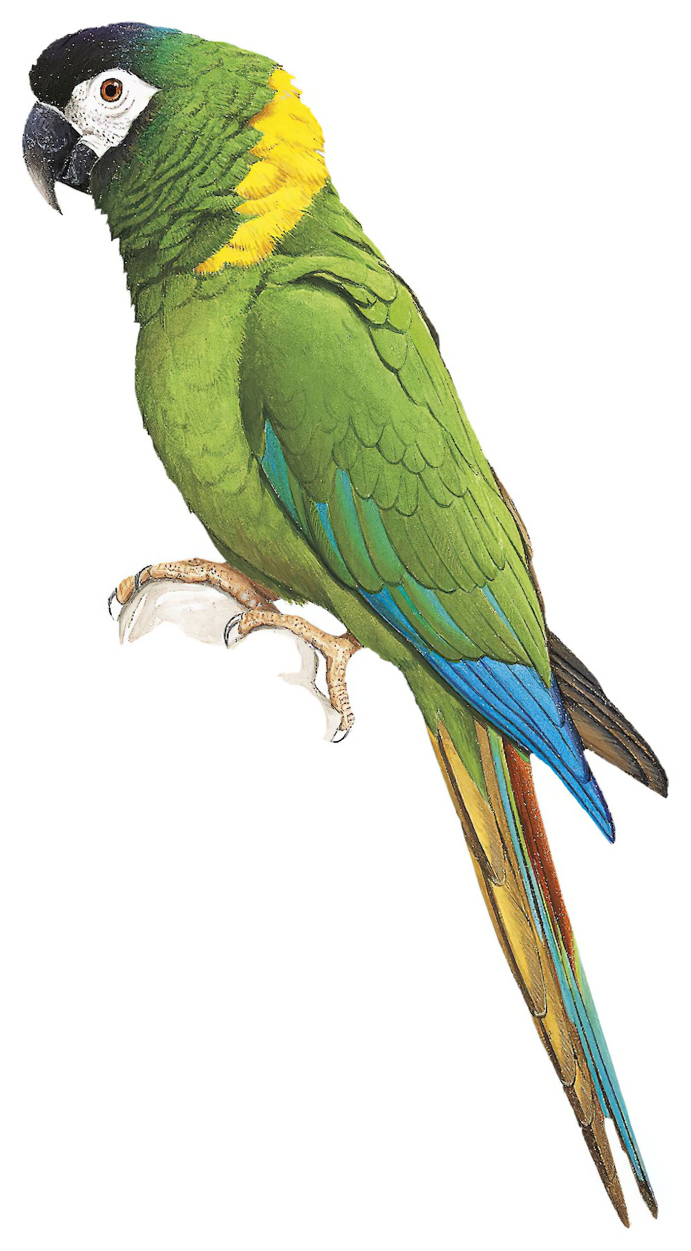 Yellow-collared Macaw / Primolius auricollis