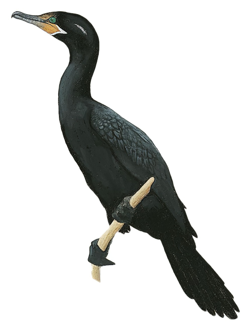 Neotropic Cormorant / Phalacrocorax brasilianus