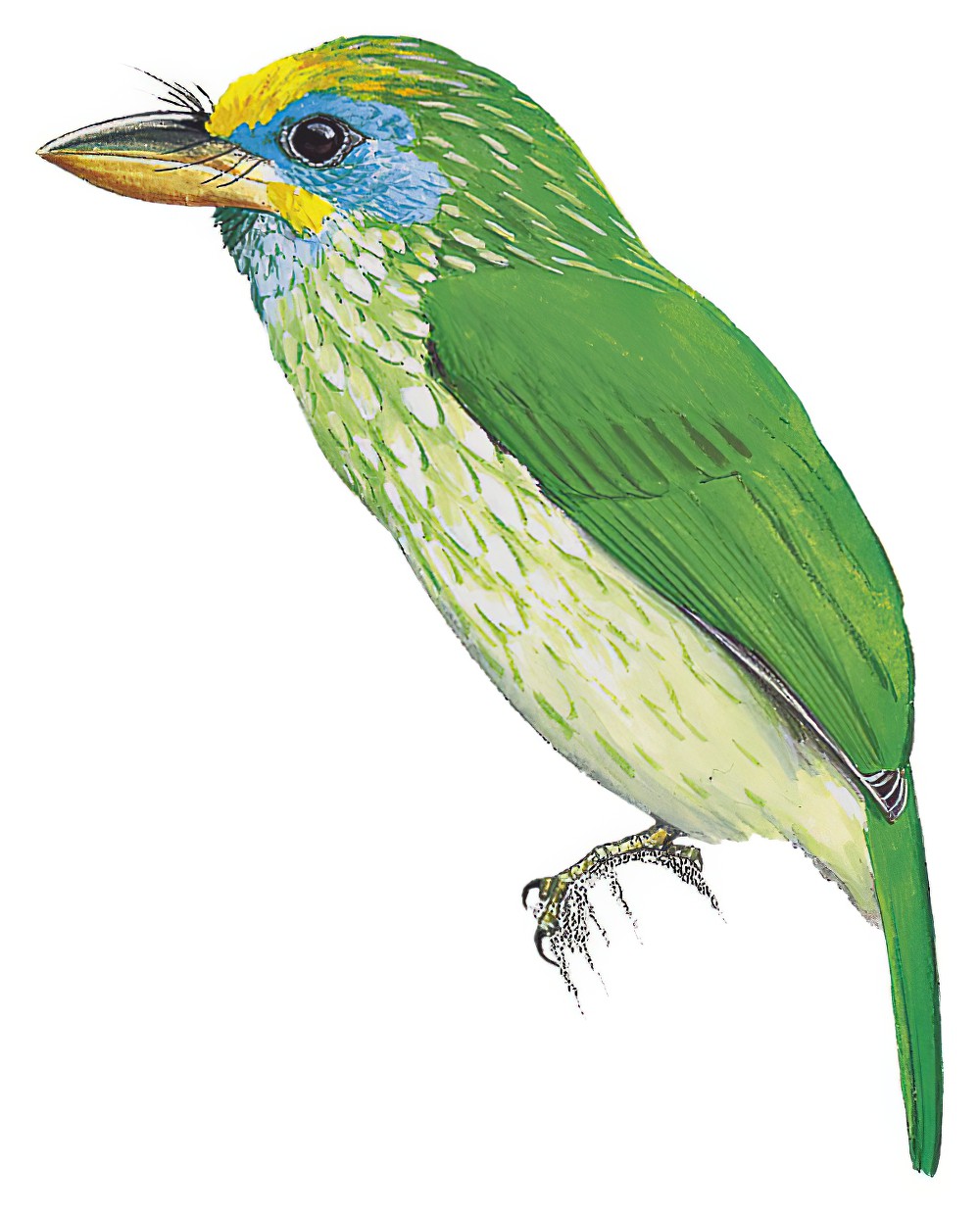 Yellow-fronted Barbet / Psilopogon flavifrons