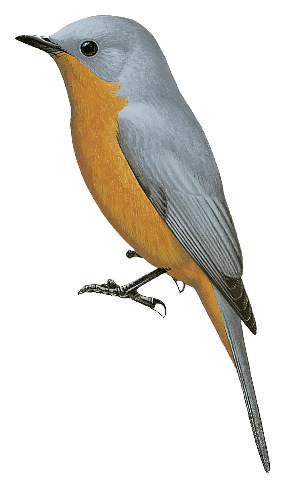 Silverbird / Melaenornis semipartitus
