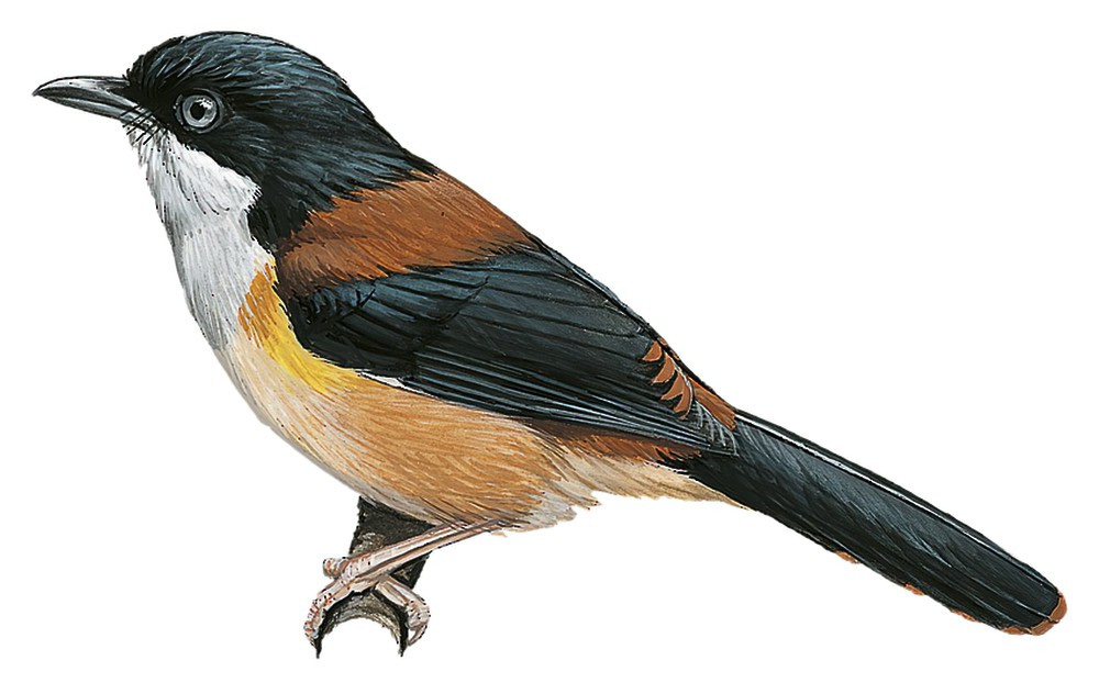 Black-headed Shrike-Babbler / Pteruthius rufiventer
