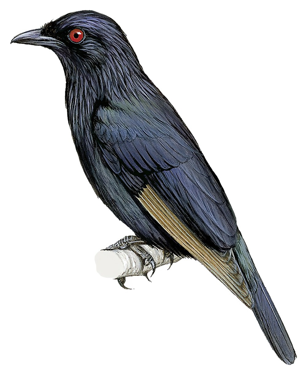 Brown-winged Starling / Aplonis grandis