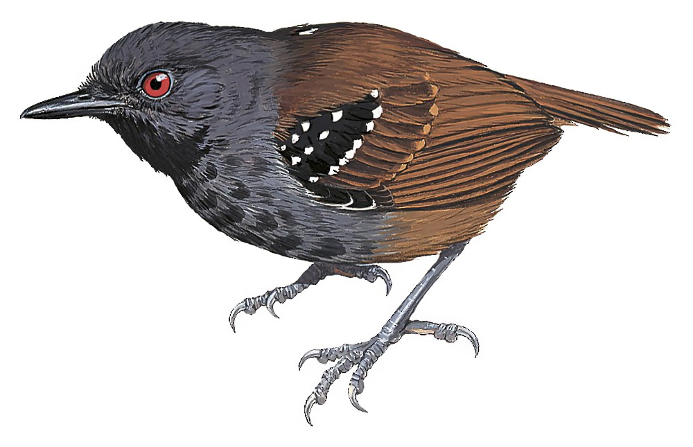 Dull-mantled Antbird / Sipia laemosticta