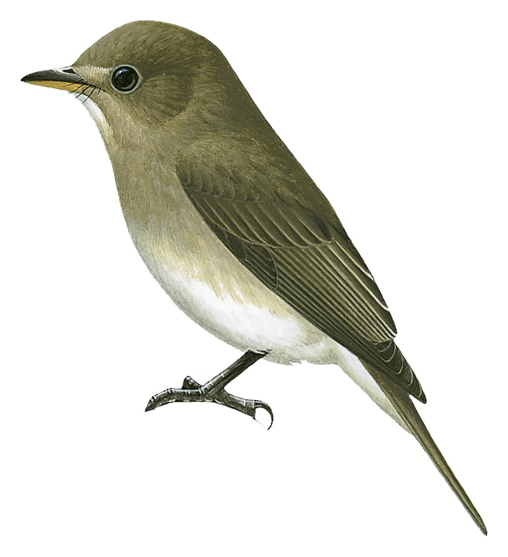 Ashy-breasted Flycatcher / Muscicapa randi