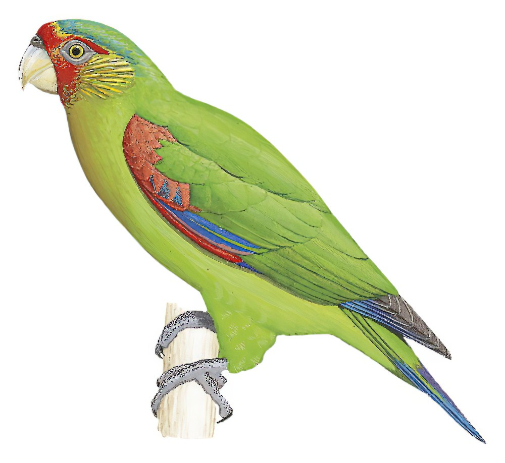 Red-faced Parrot / Hapalopsittaca pyrrhops
