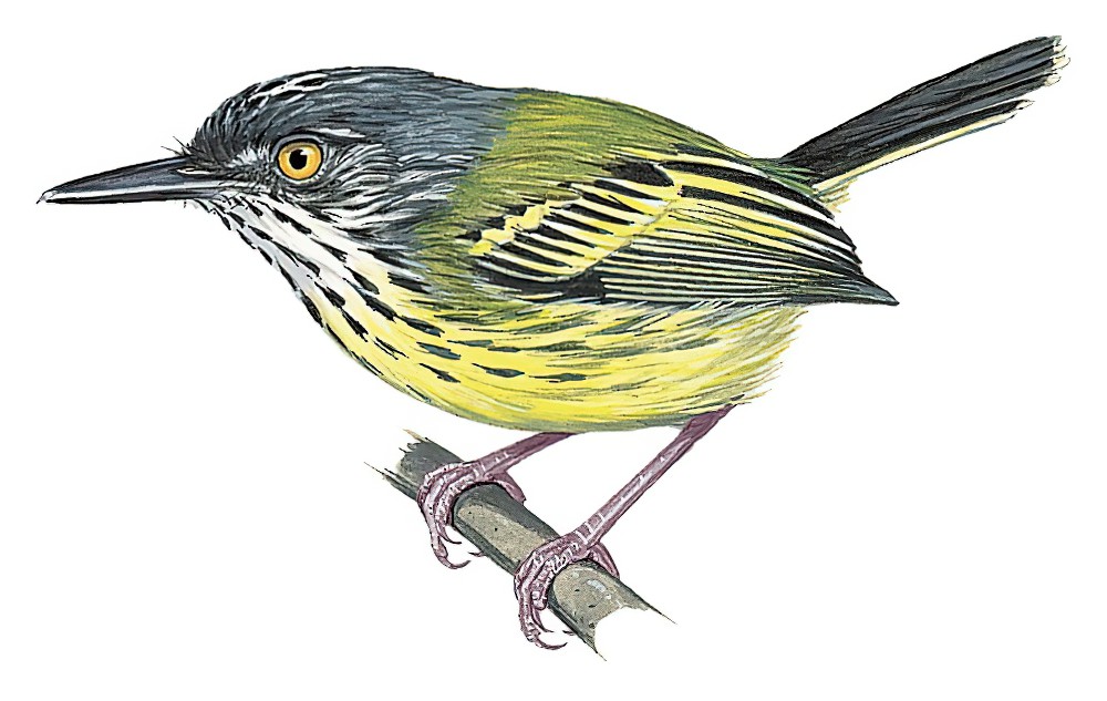 Spotted Tody-Flycatcher / Todirostrum maculatum