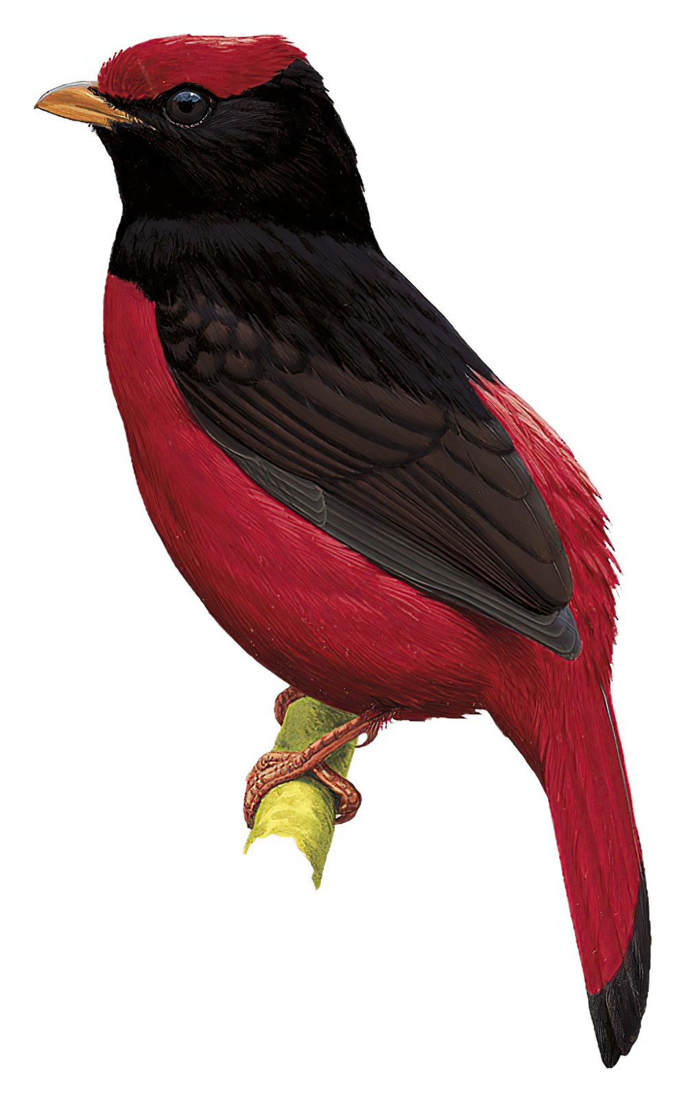 Black-necked Red-Cotinga / Phoenicircus nigricollis