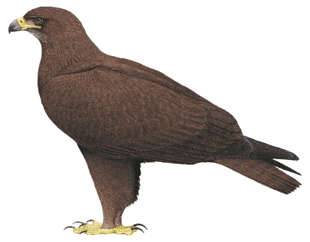 Steppe Eagle / Aquila nipalensis