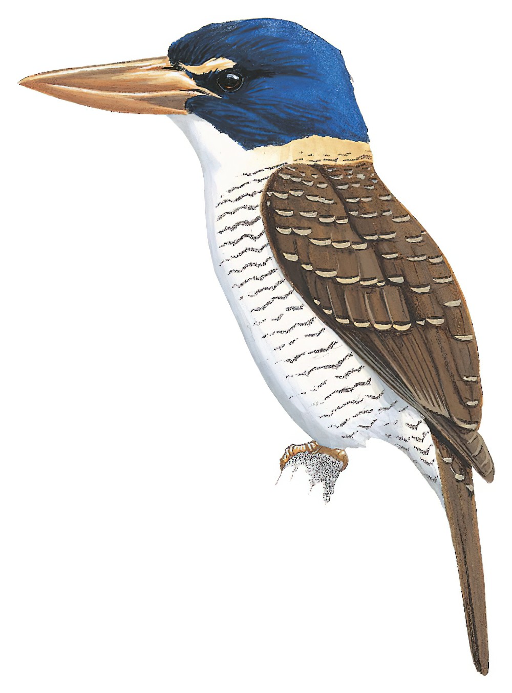 Scaly-breasted Kingfisher / Actenoides princeps