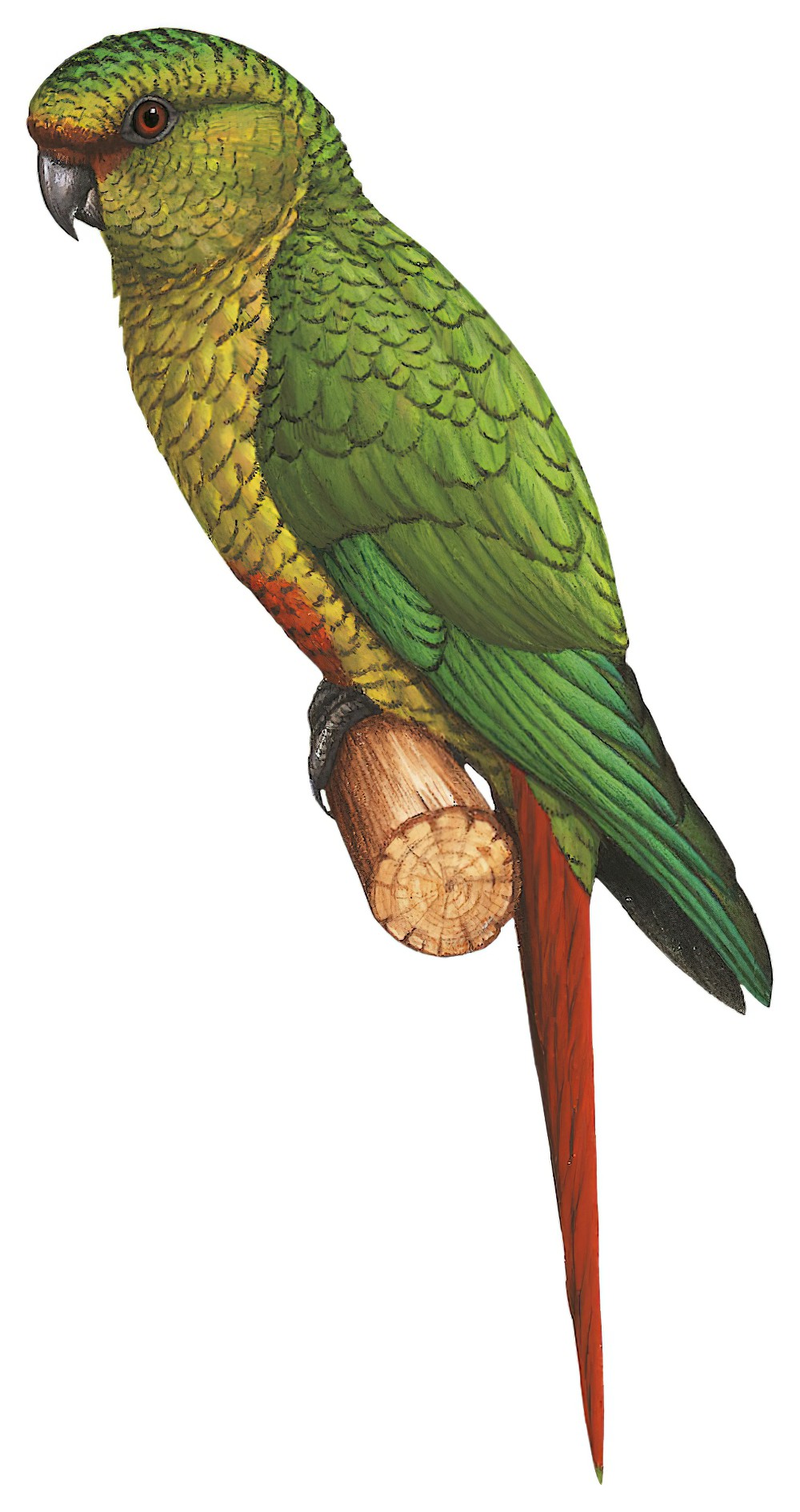 Austral Parakeet / Enicognathus ferrugineus