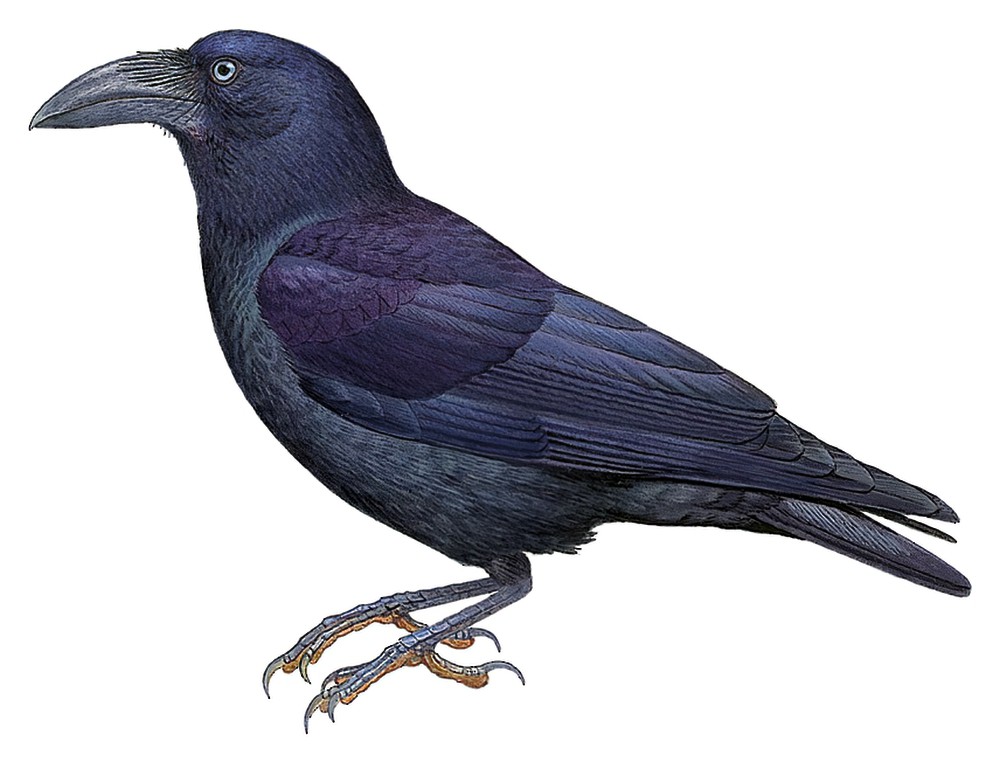 Bismarck Crow / Corvus insularis