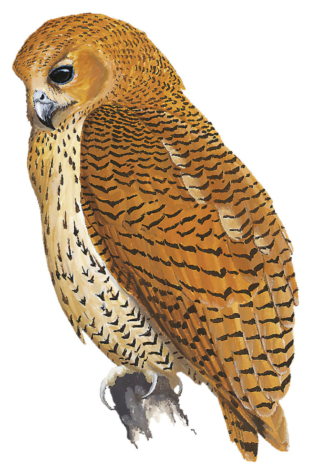 Pel\'s Fishing-Owl / Scotopelia peli