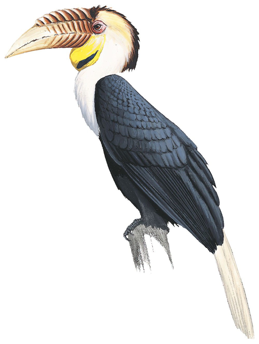 Wreathed Hornbill / Rhyticeros undulatus
