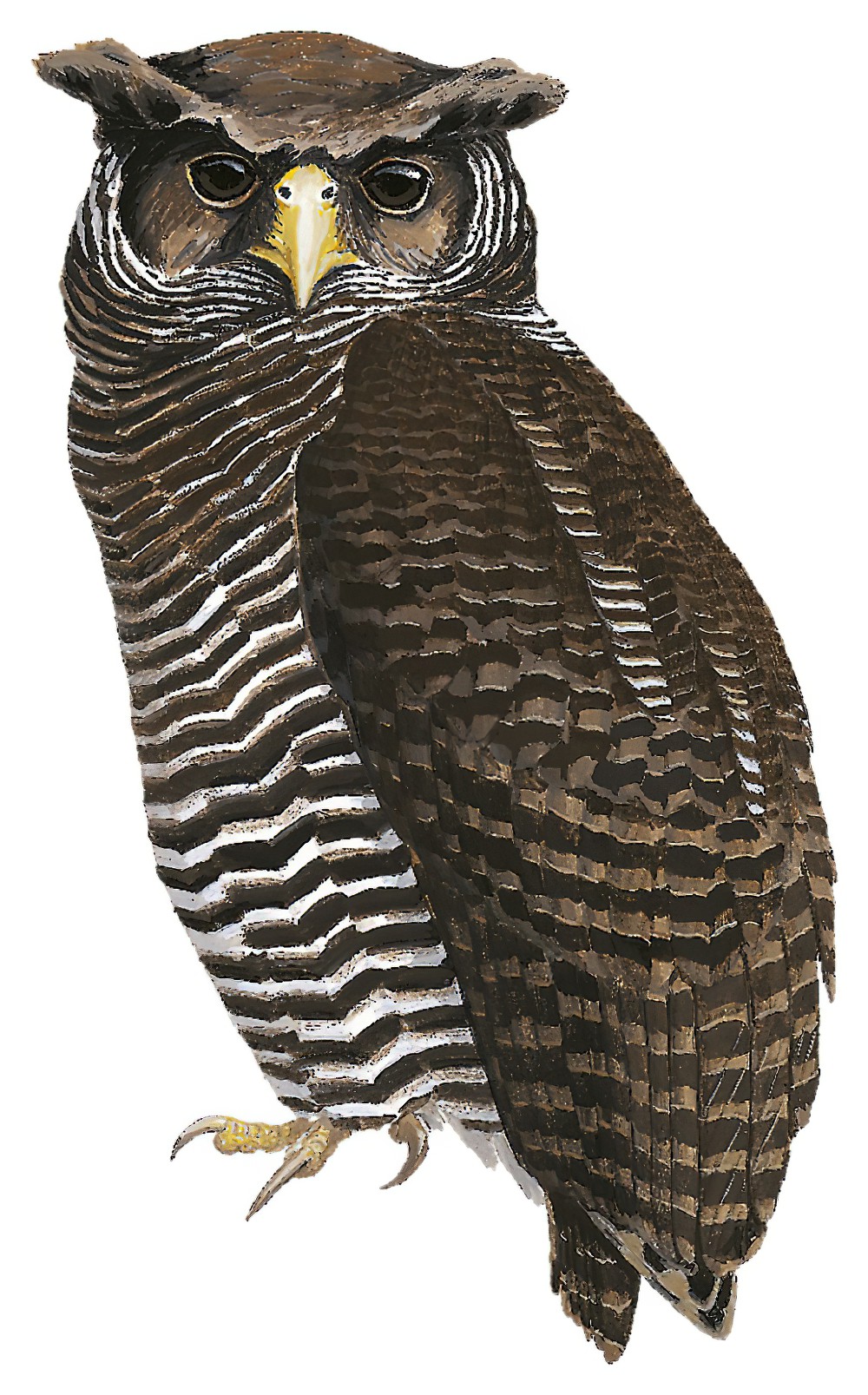 Shelley\'s Eagle-Owl / Bubo shelleyi