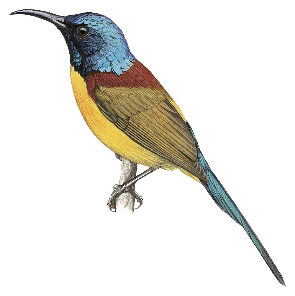 Green-tailed Sunbird / Aethopyga nipalensis