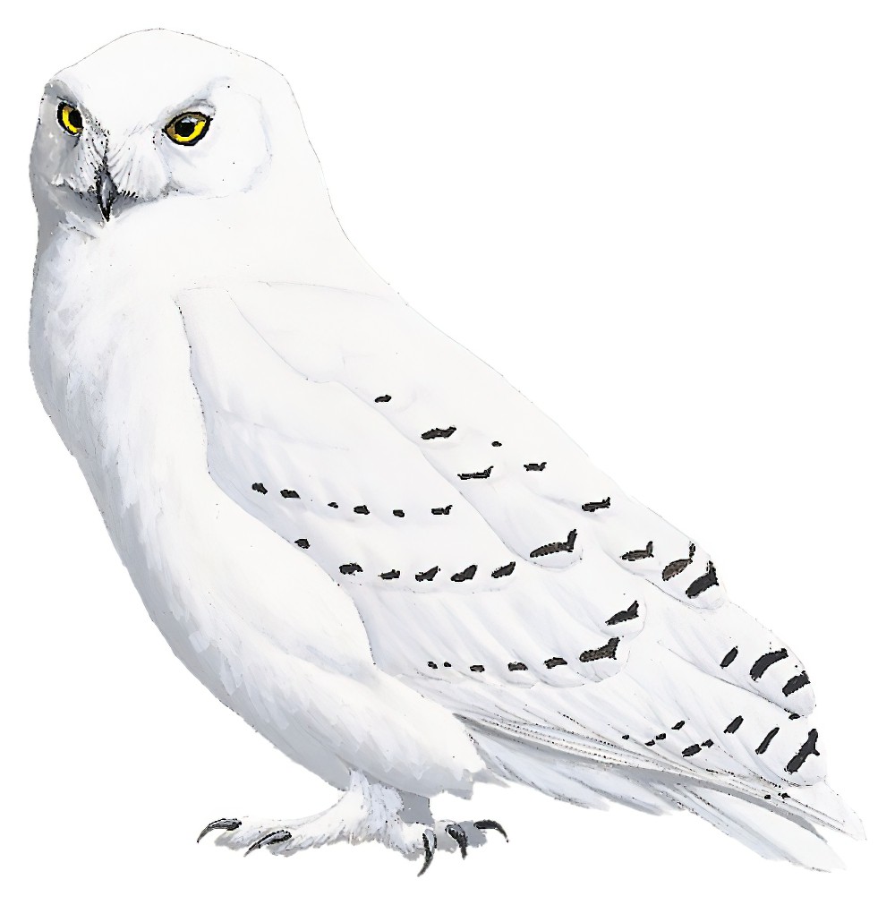 Snowy Owl / Bubo scandiacus