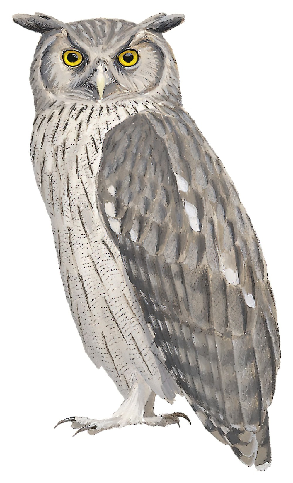 Dusky Eagle-Owl / Bubo coromandus