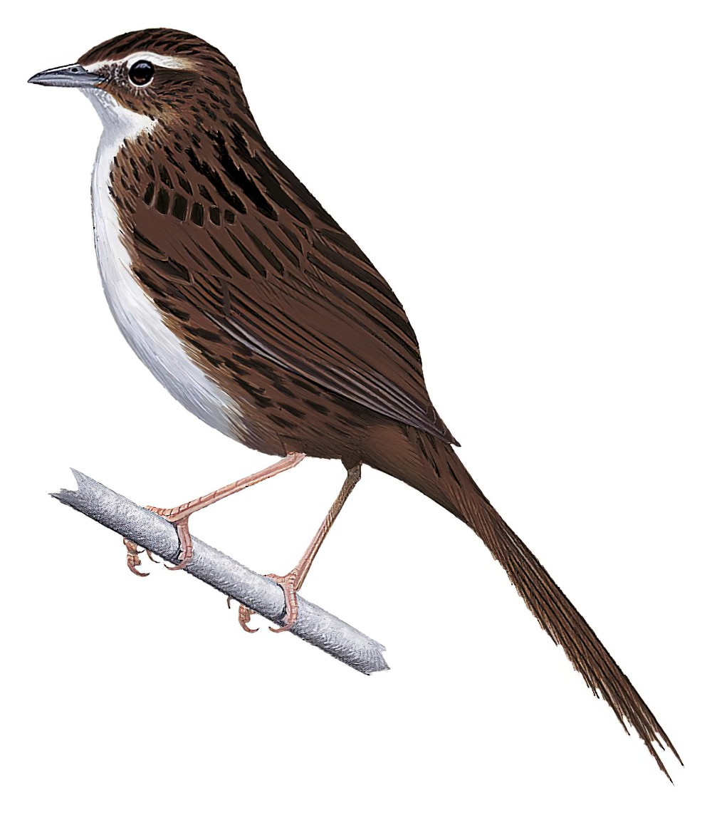 Chatham Islands Fernbird / Poodytes rufescens