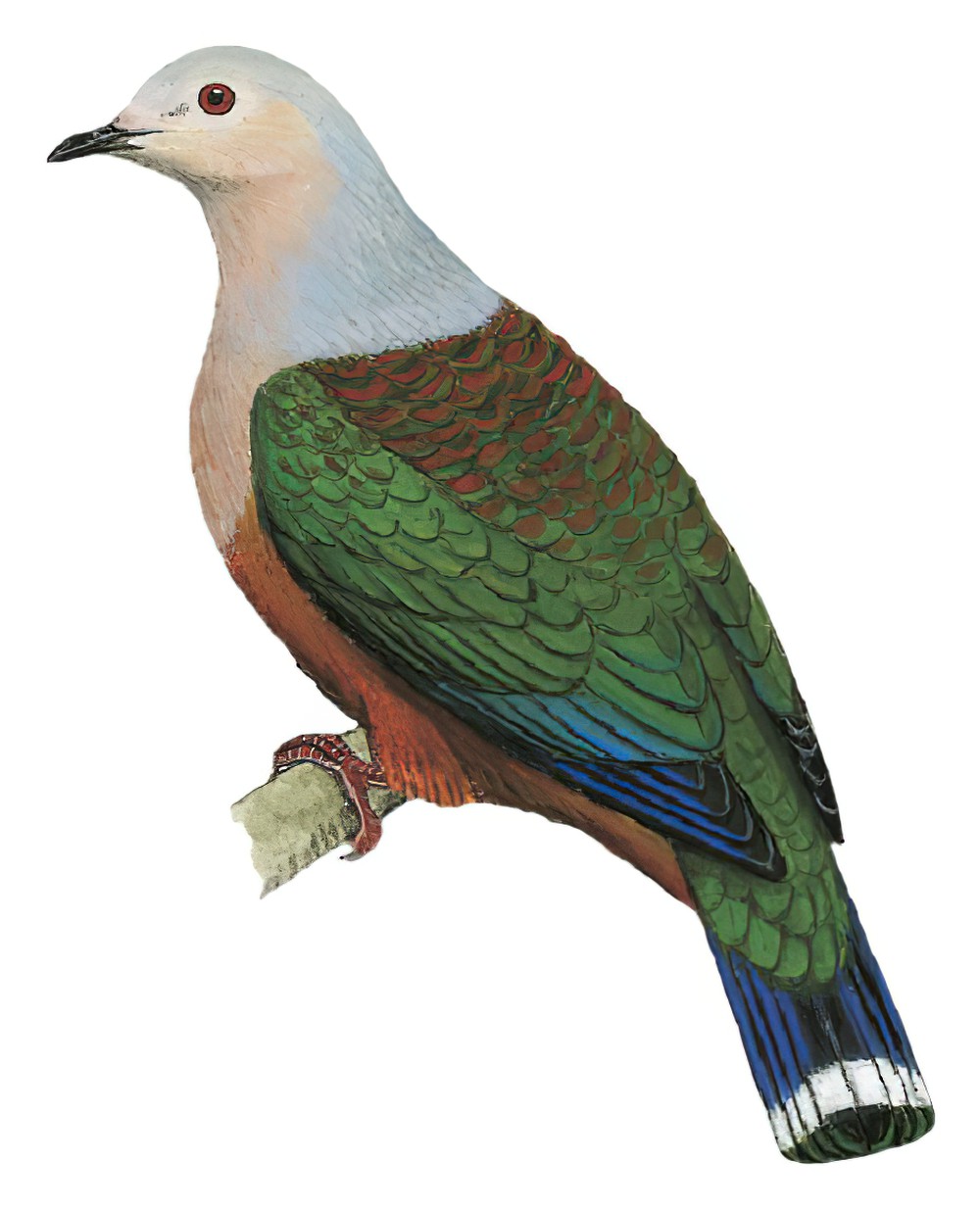 Finsch\'s Imperial-Pigeon / Ducula finschii