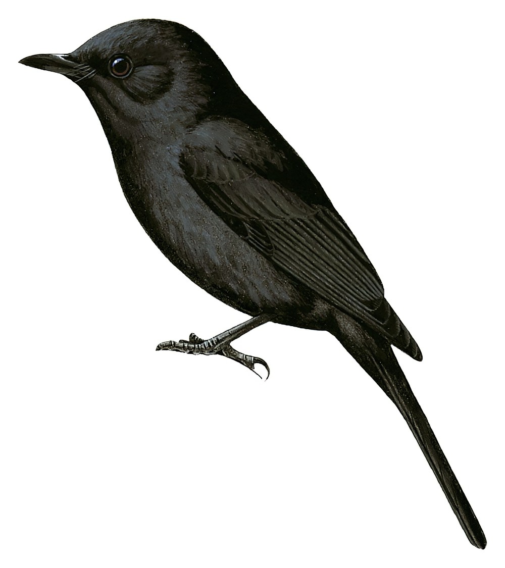 Northern Black-Flycatcher / Melaenornis edolioides