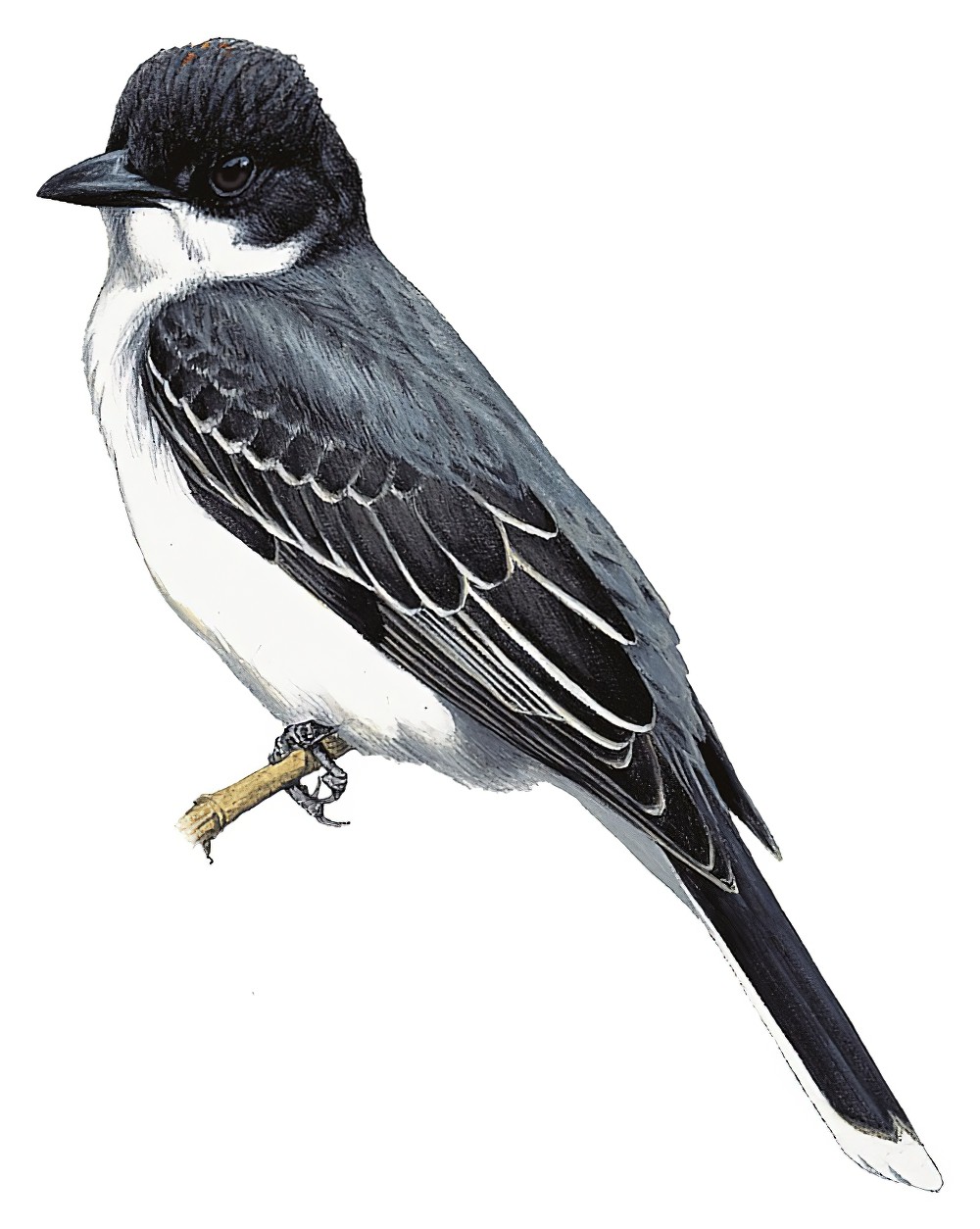 Eastern Kingbird / Tyrannus tyrannus