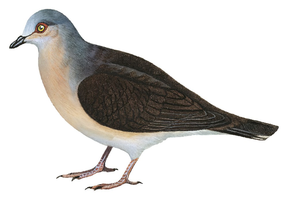 Gray-headed Dove / Leptotila plumbeiceps