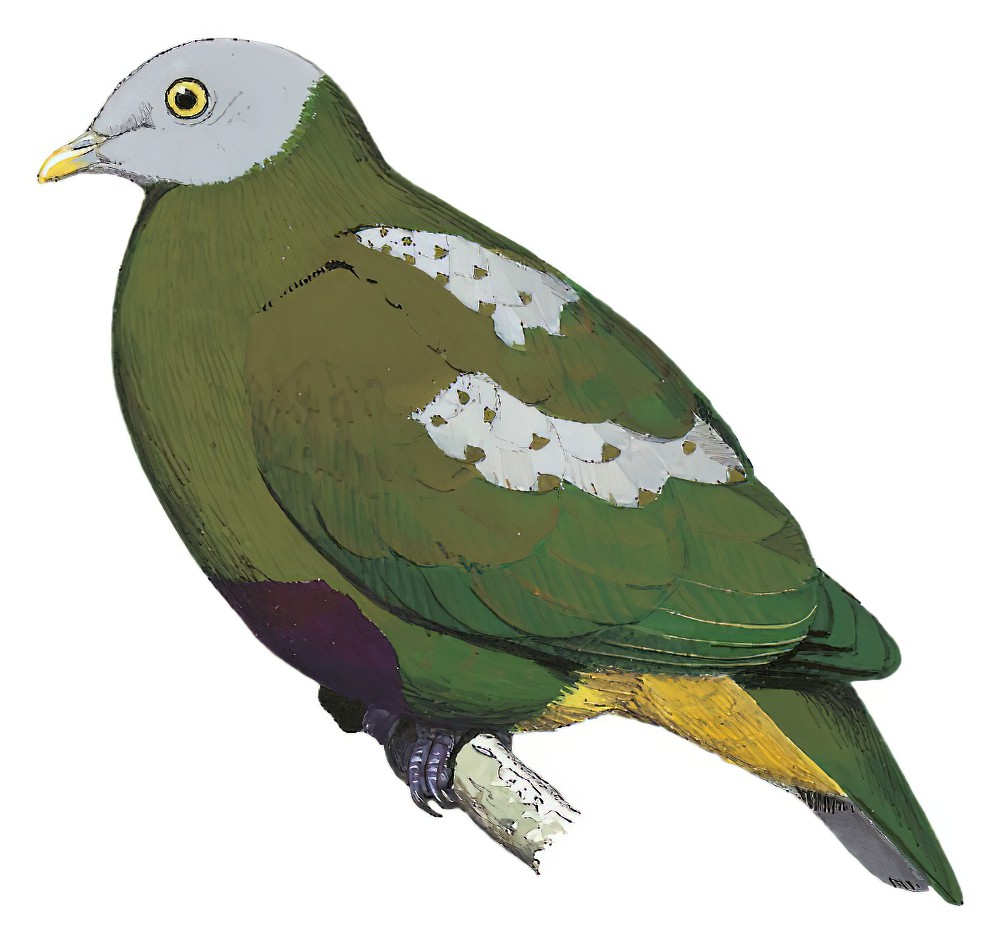 Gray-headed Fruit-Dove / Ptilinopus hyogastrus