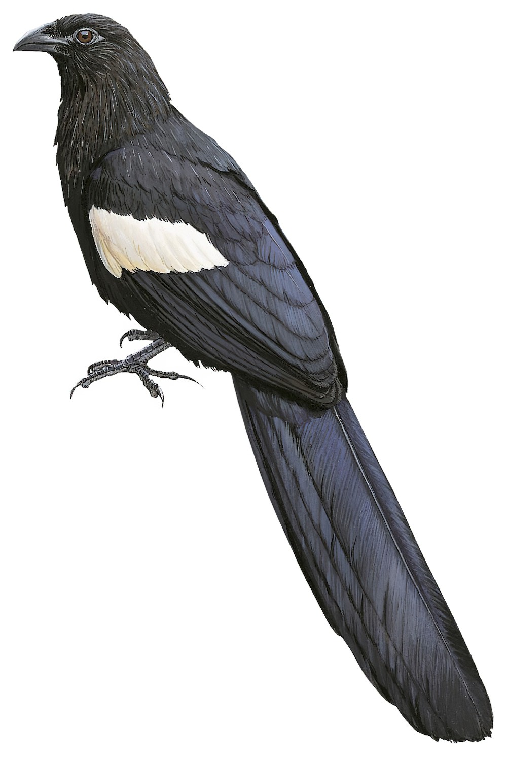 Goliath Coucal / Centropus goliath
