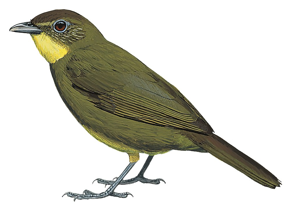 Yellow-bearded Greenbul / Criniger olivaceus