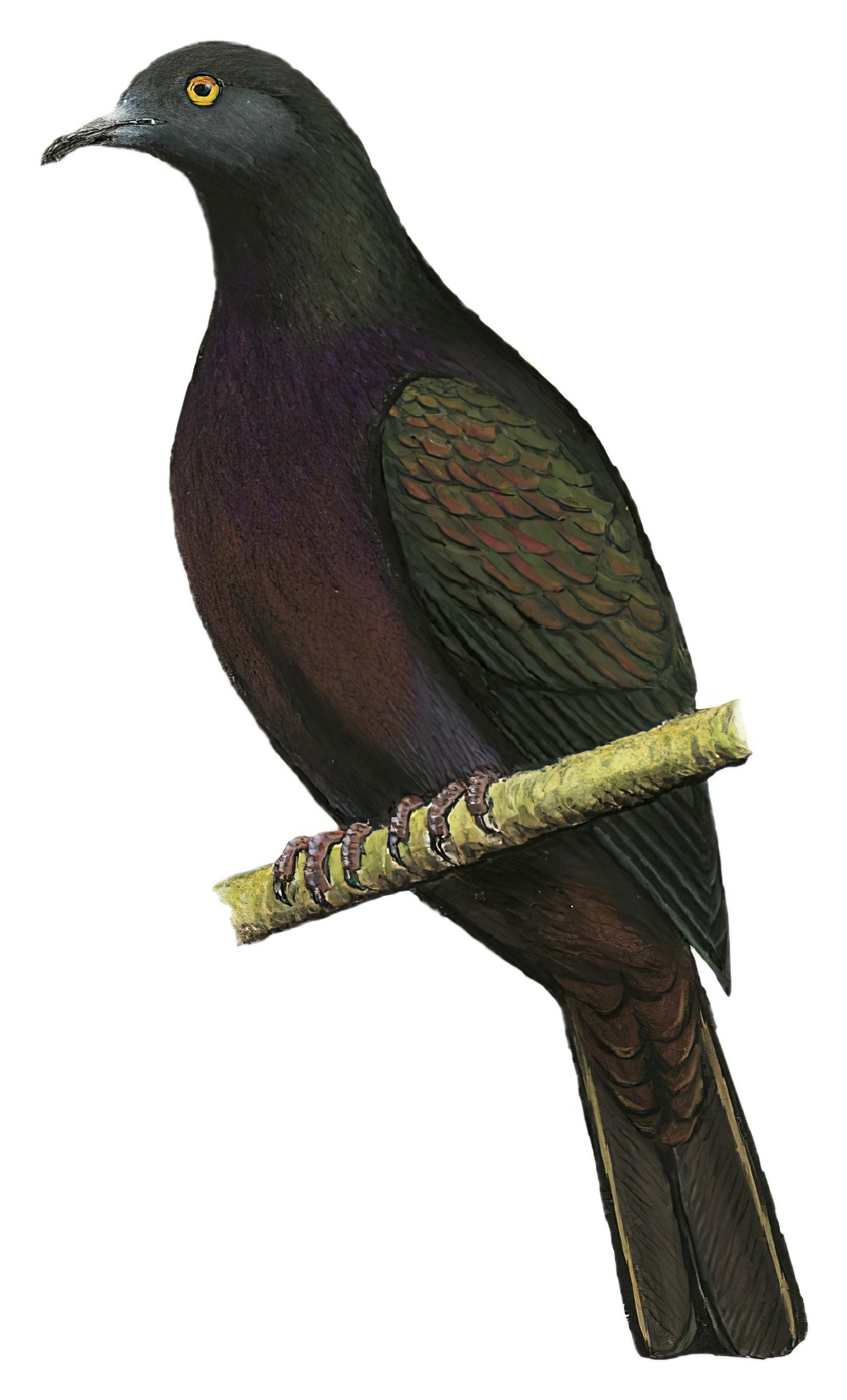 Christmas Island Imperial-Pigeon / Ducula whartoni